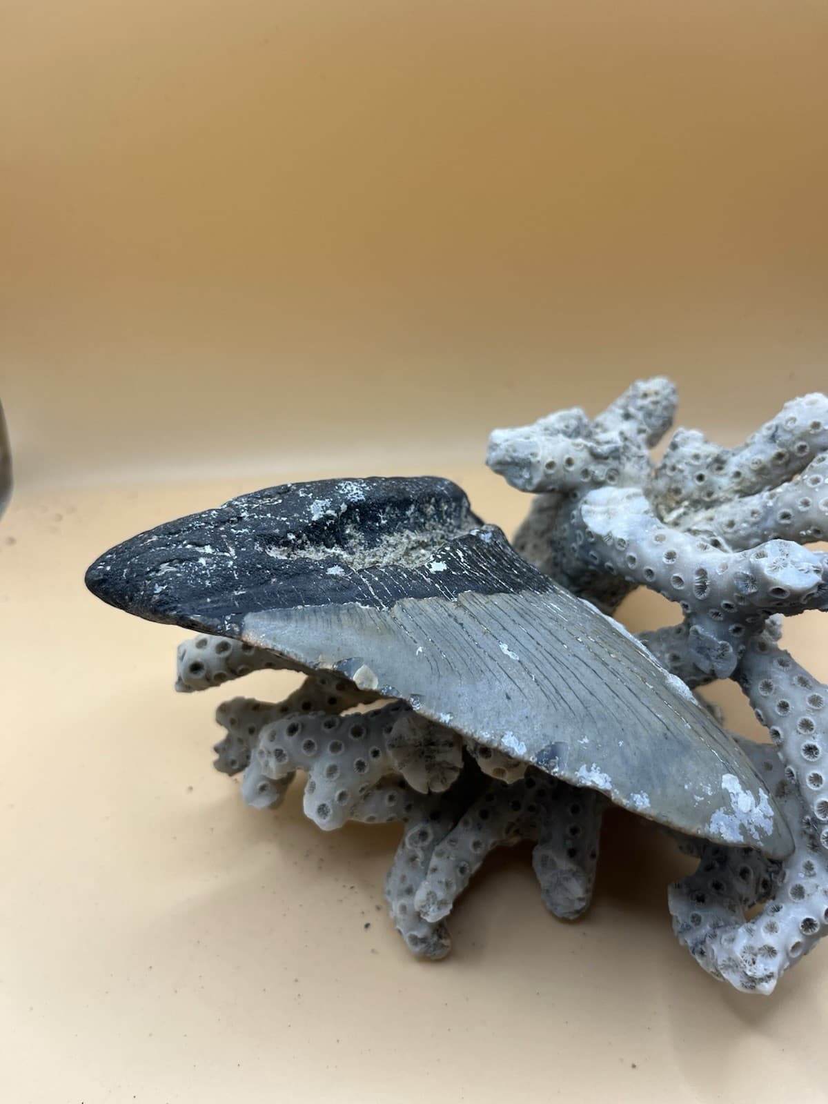 5” Meg Tooth, Diver Found NC From Prehistoric Shark! 2