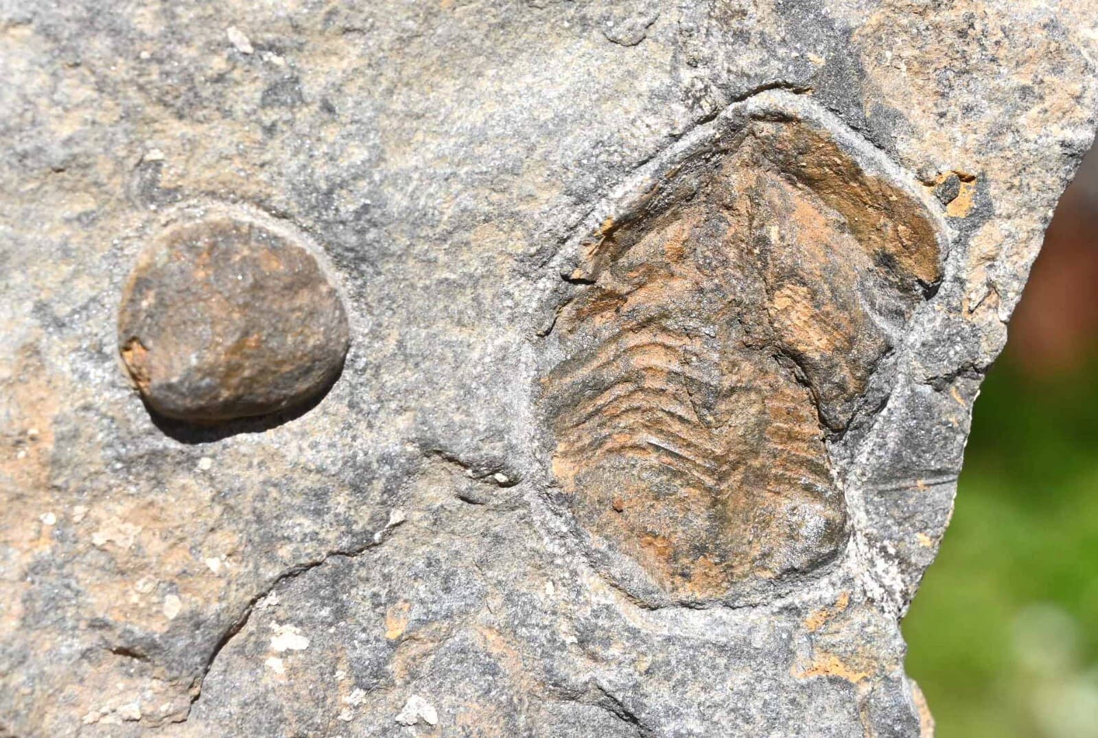 Ordovician Ophiuroid with a trilobite and  a crinoid 'float', from Morocco 2