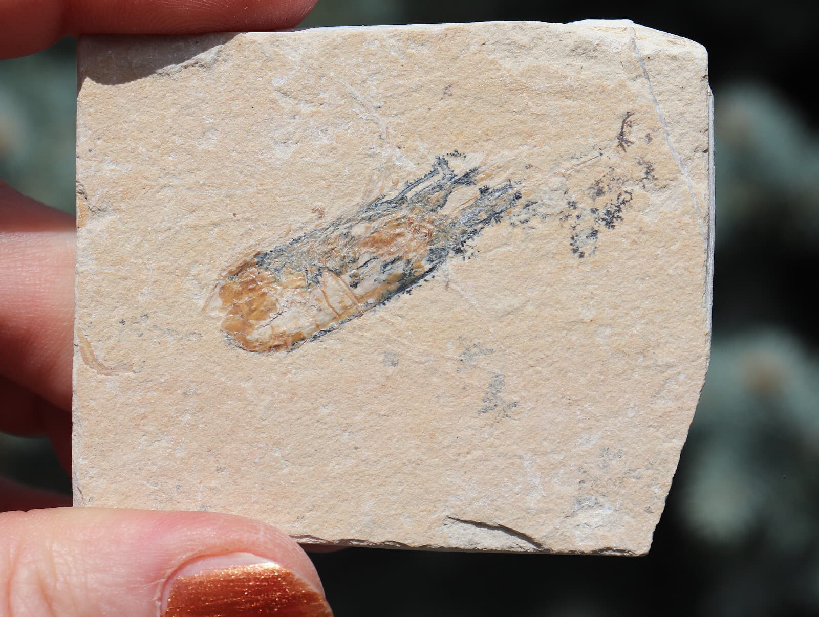 Fossil Shrimp From Solnhofen Germany  150 MILLION YRS OLD 6.4 Cm's JURASSIC 5