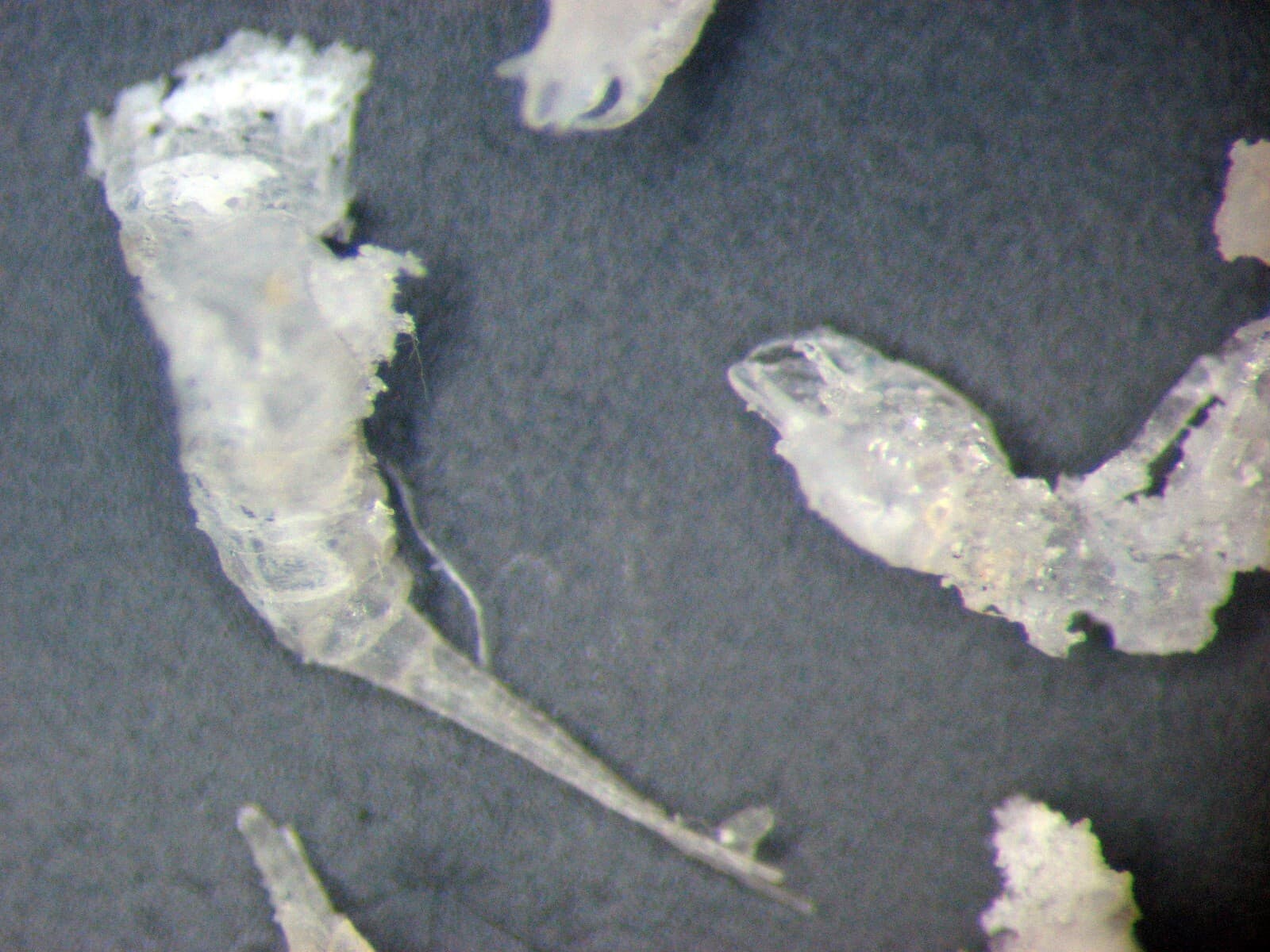 Miocene SILICIFIED DIVING BEETLE Schistomerus fossil slide Barstow California 6