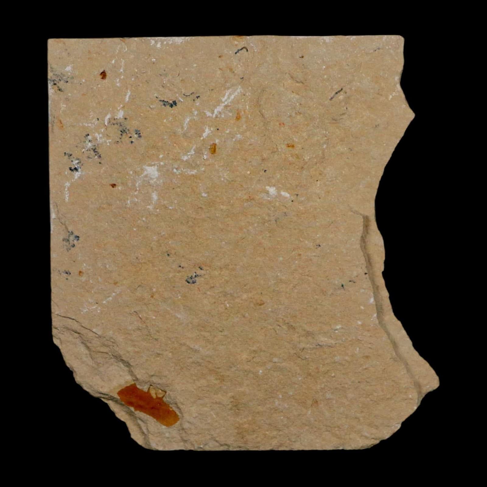 1.5" Fossil Shrimp Carpopenaeus Cretaceous Age 100 Mil Yrs Old Lebanon COA 6