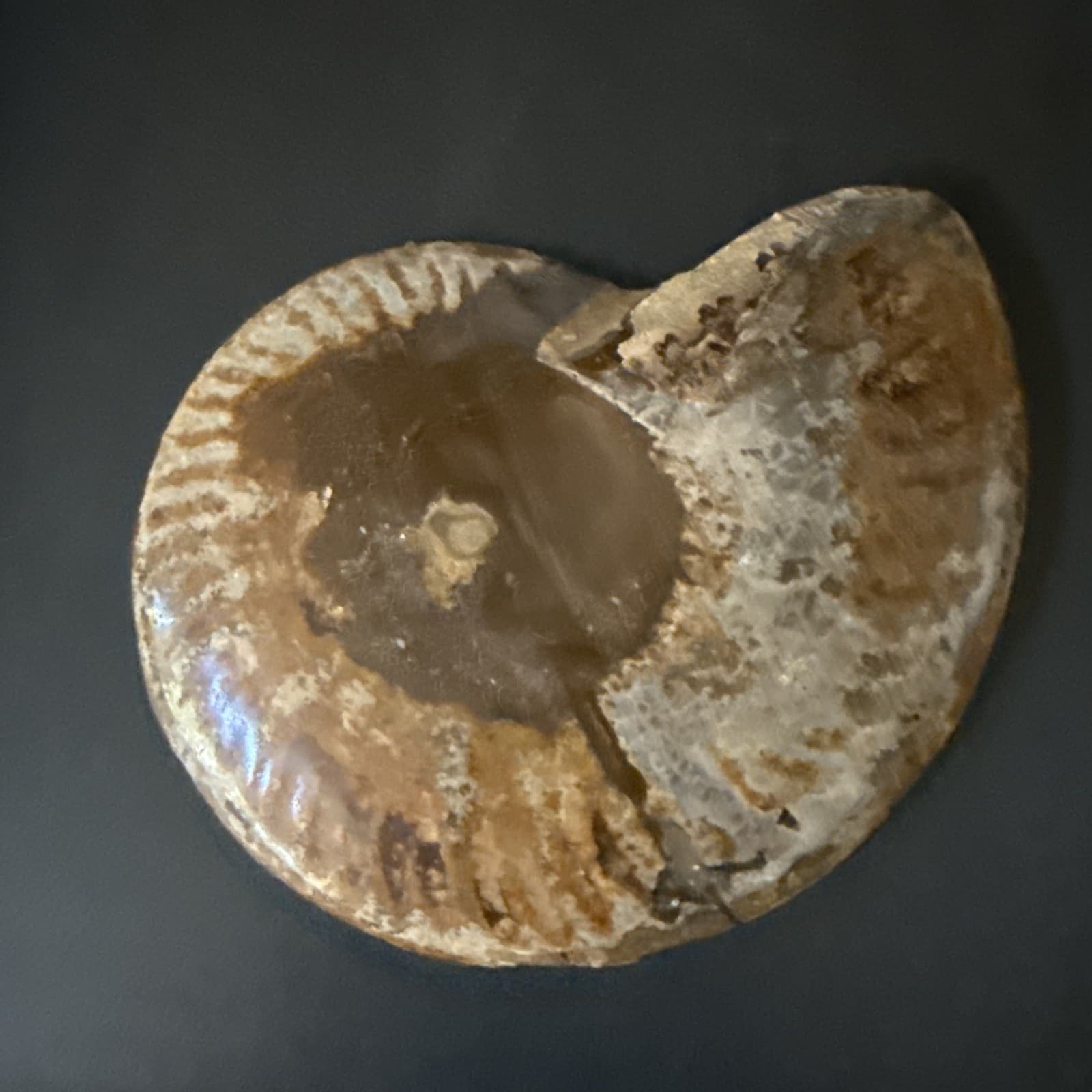 Natural Tentacle Ammonite FossilSpecimen Shell 3