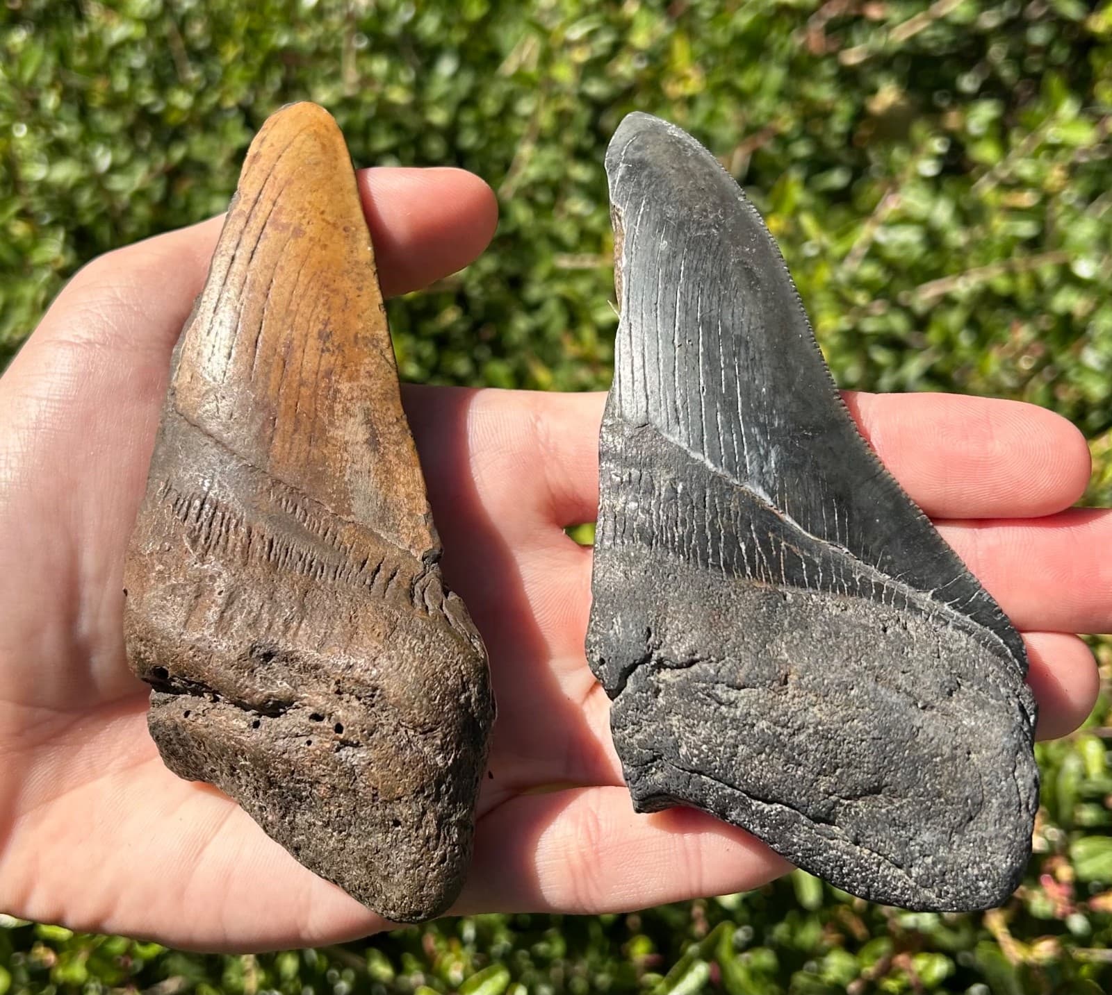 BIG Fossil Megalodon Sharks Teeth LOT 4.76” 4.75” South Carolina Shark Tooth 4