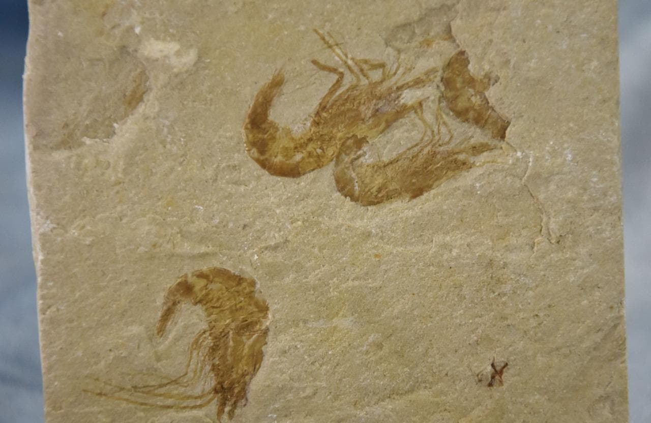 Lebanese Three (3) Shrimp Fossil 96 million year old Real Dino age Fossil 5024aa 3