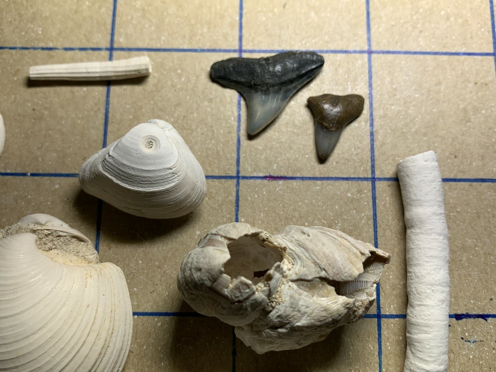 ☆Fossil Specimen 10 Pack - Berkeley Quarry S.C. - Barnacle-Dentalium-Teeth ☆300 5