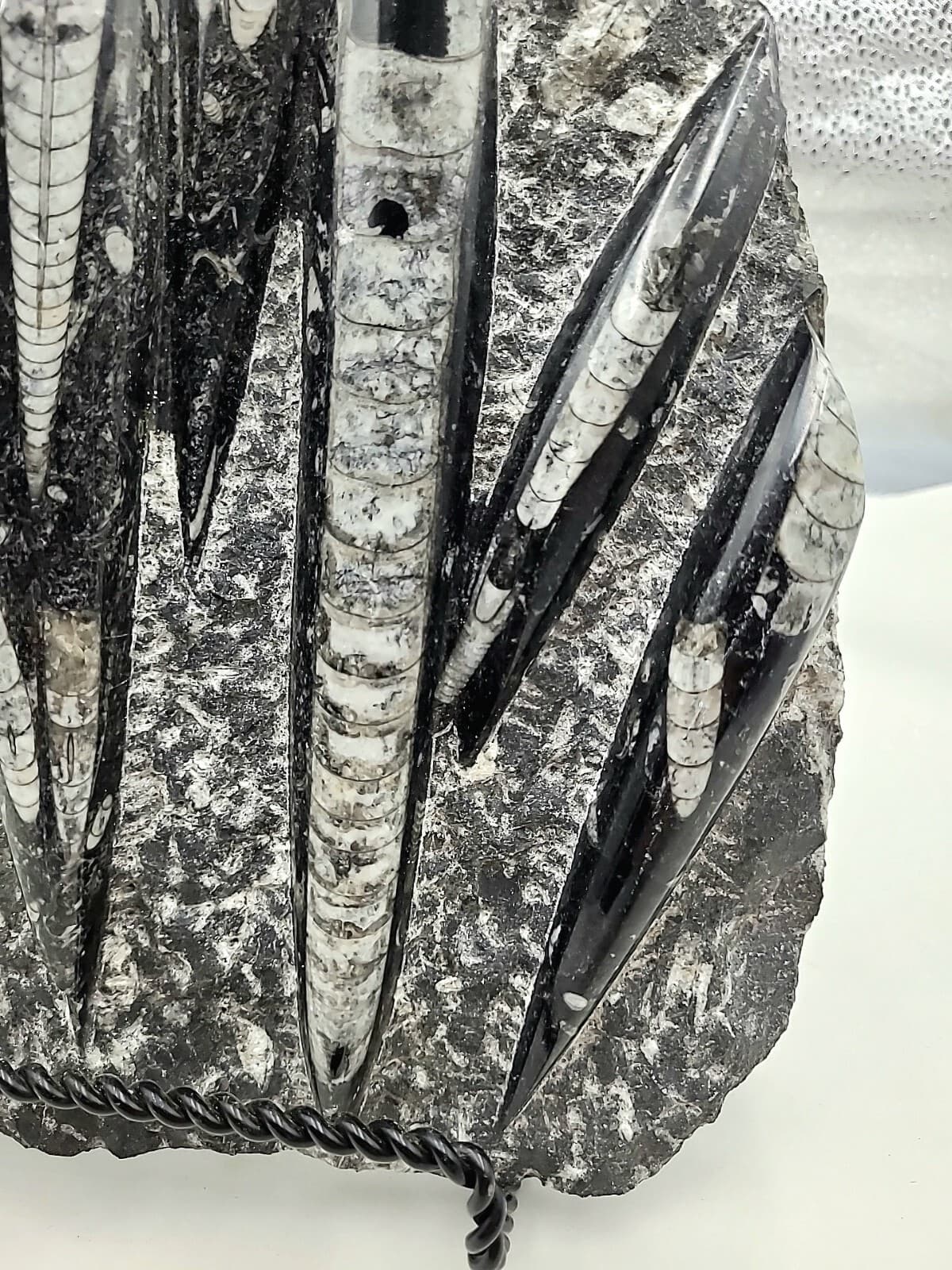 Orthoceras Fossil Mollusk Ammonite 8lb 5.5oz.  2