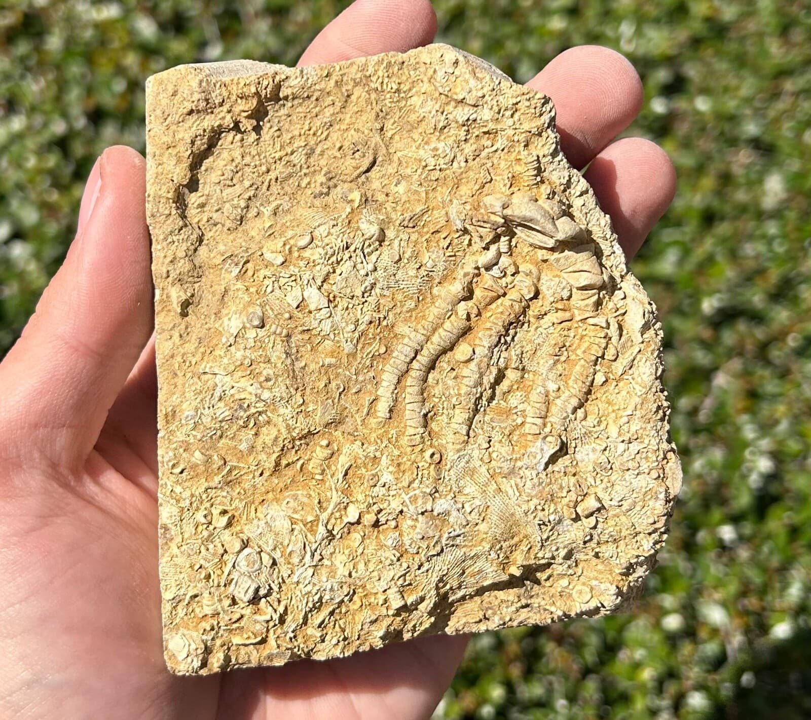 Alabama Fossil Crinoid in Matrix Oklahomacrinus Bangor Limestone Formation 3