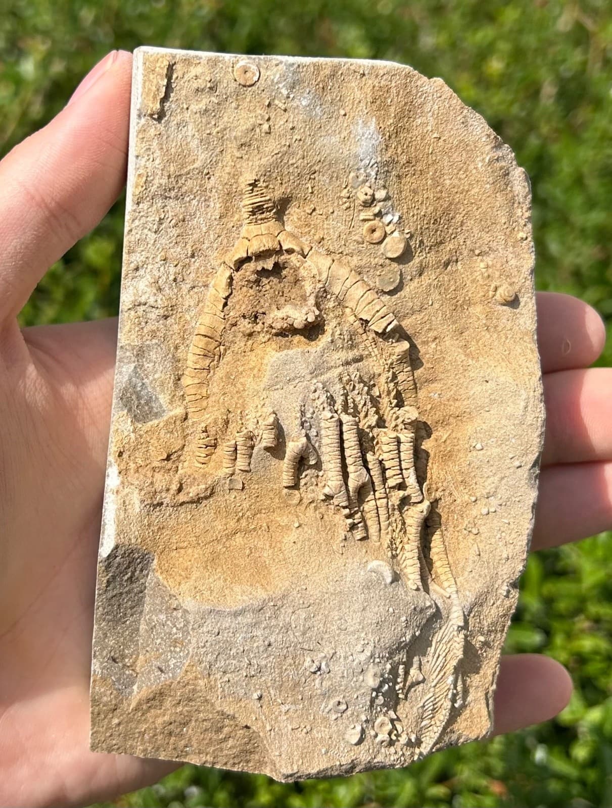 Fossil Crinoid in Matrix Rhopocrinus Alabama Bangor Limestone Formation 4