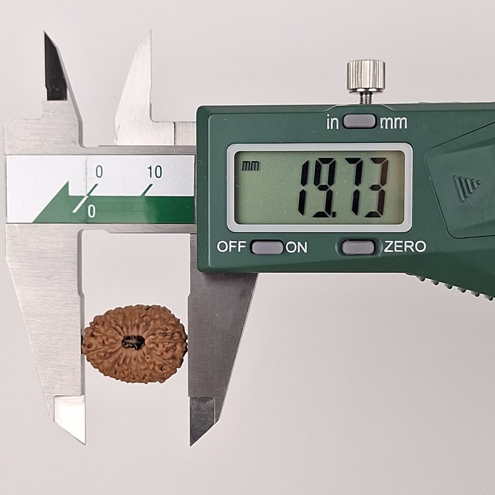 17 Mukhi Rudraksha 19.73 mm Java Bead | Grade A Large | Genuine Natural Bead 5