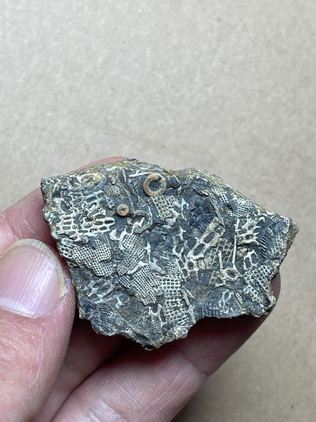 26g Bryozoa crinoid specimen from Cambrian Period 6