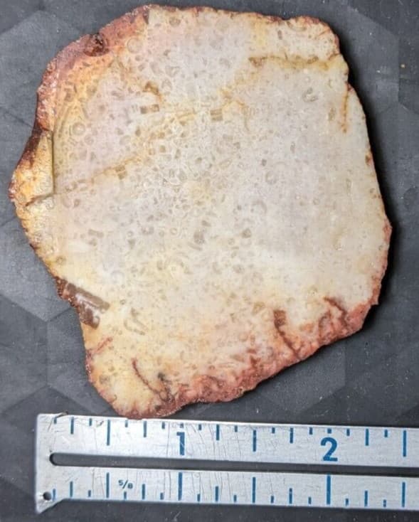 Fossil Crinoids slab 4