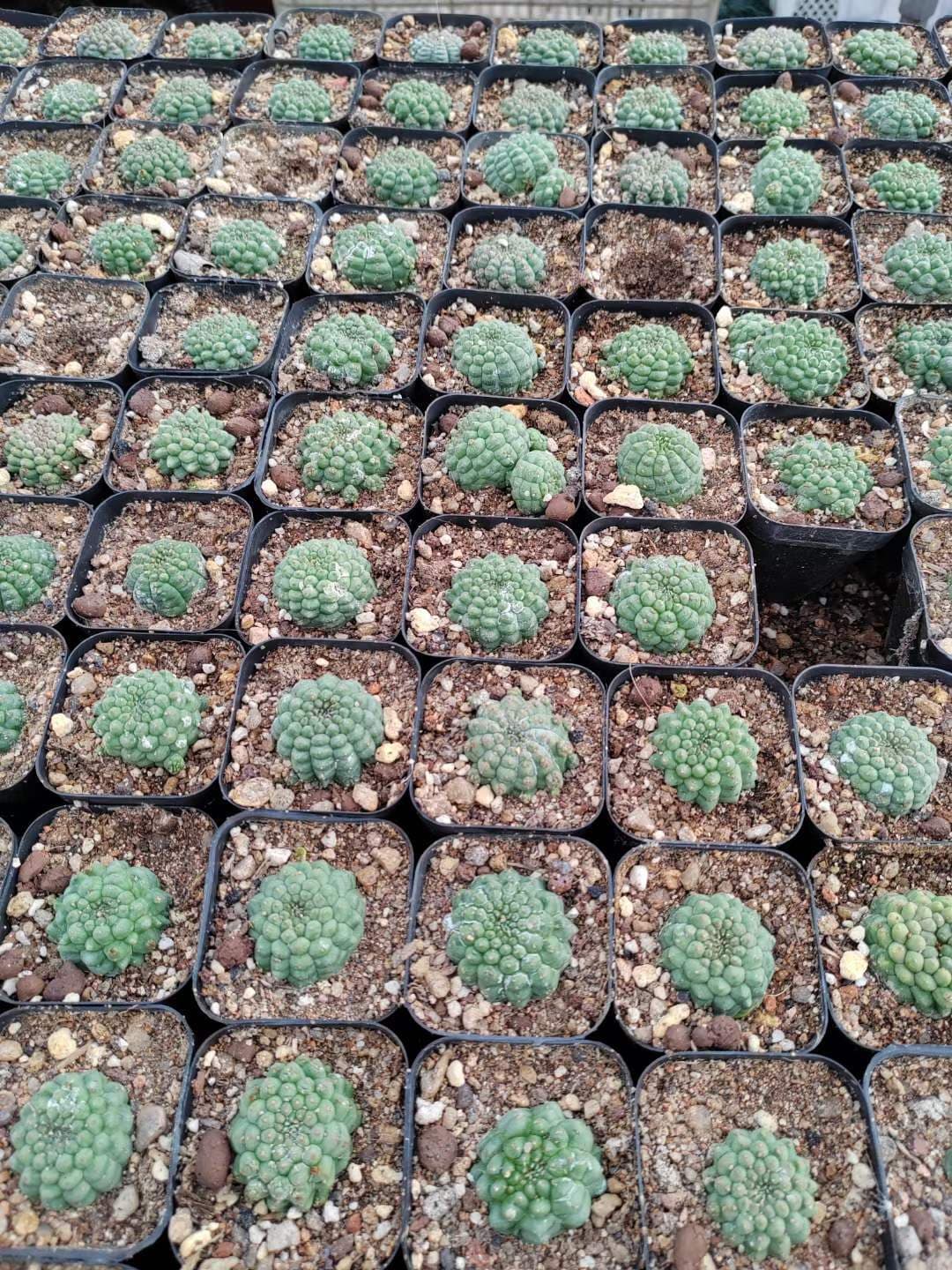 RareSucculent  Plant Kitsukow Euphorbia obesa Hook. f. Garden plants 3CM 4