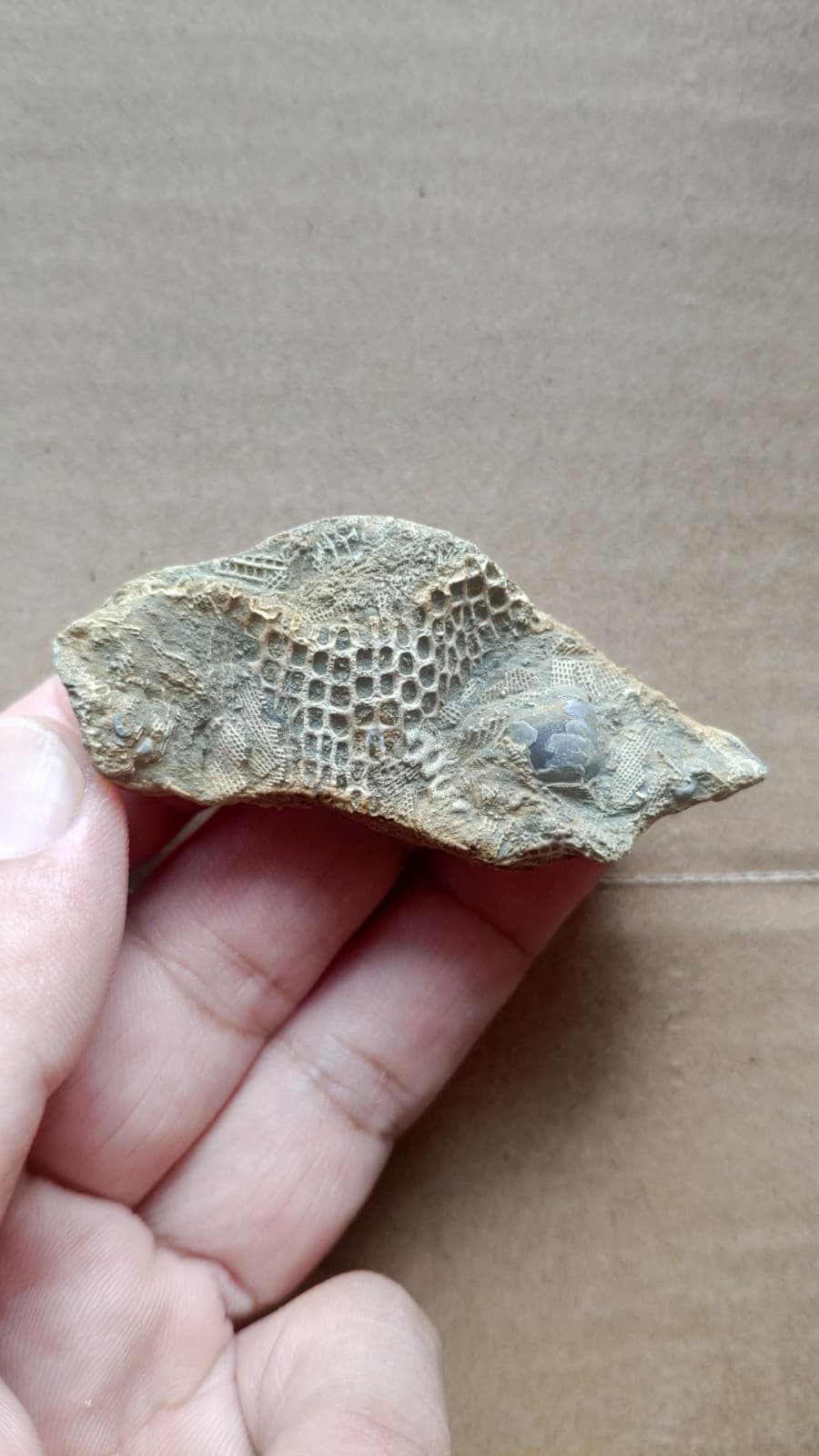 30g bryozoan Marine organisms Geologic rock specimen from Cambrian Period 3