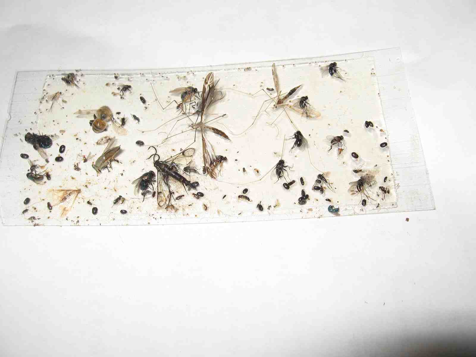 8 pk  ALL INSECT  STICKY TRAPS .  Sticky glue Traps economy 8pk 6