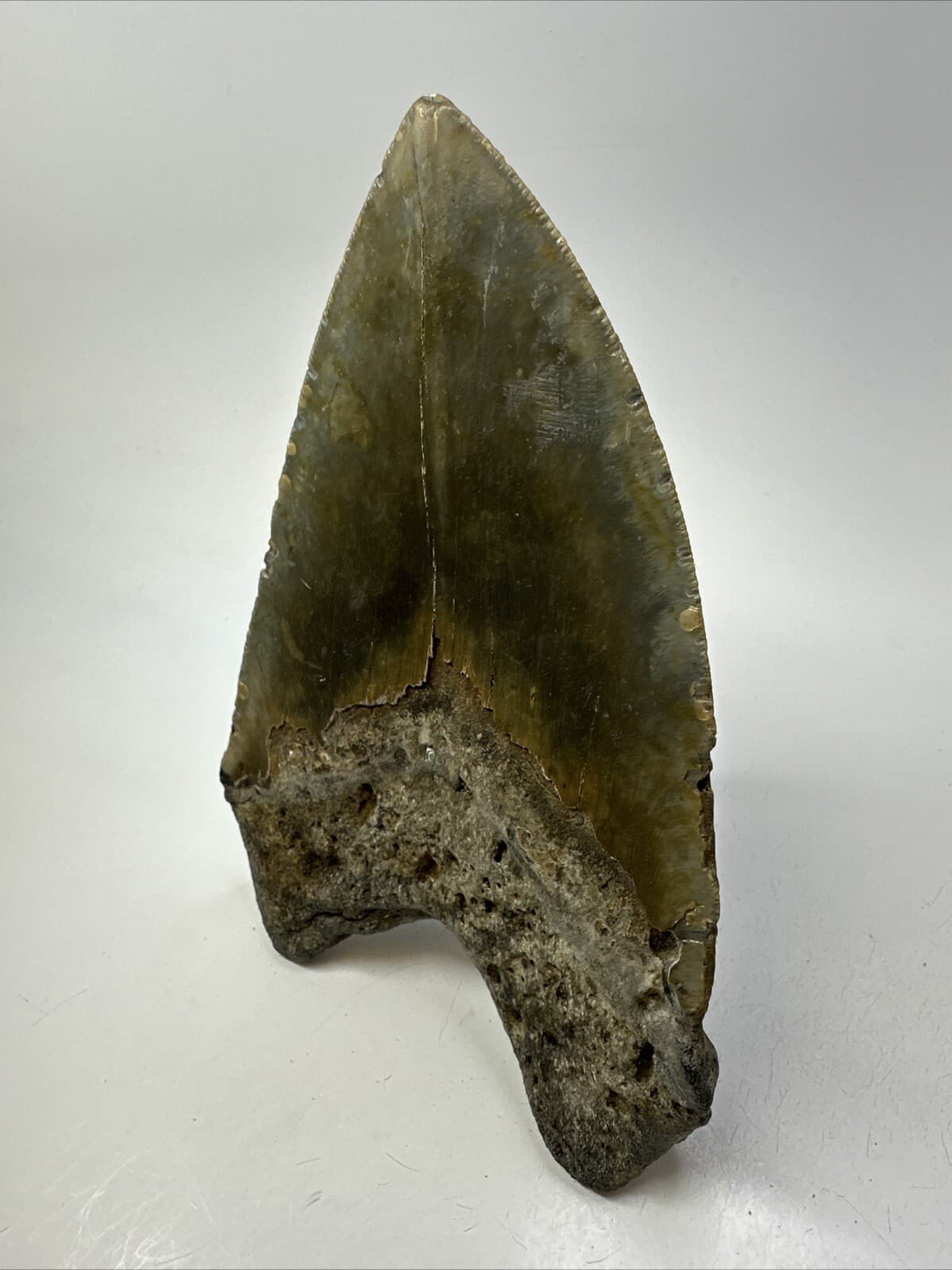 Megalodon Shark Tooth 5.62 inch - Unique Shape - Large Fossil - Authentic 18765 5