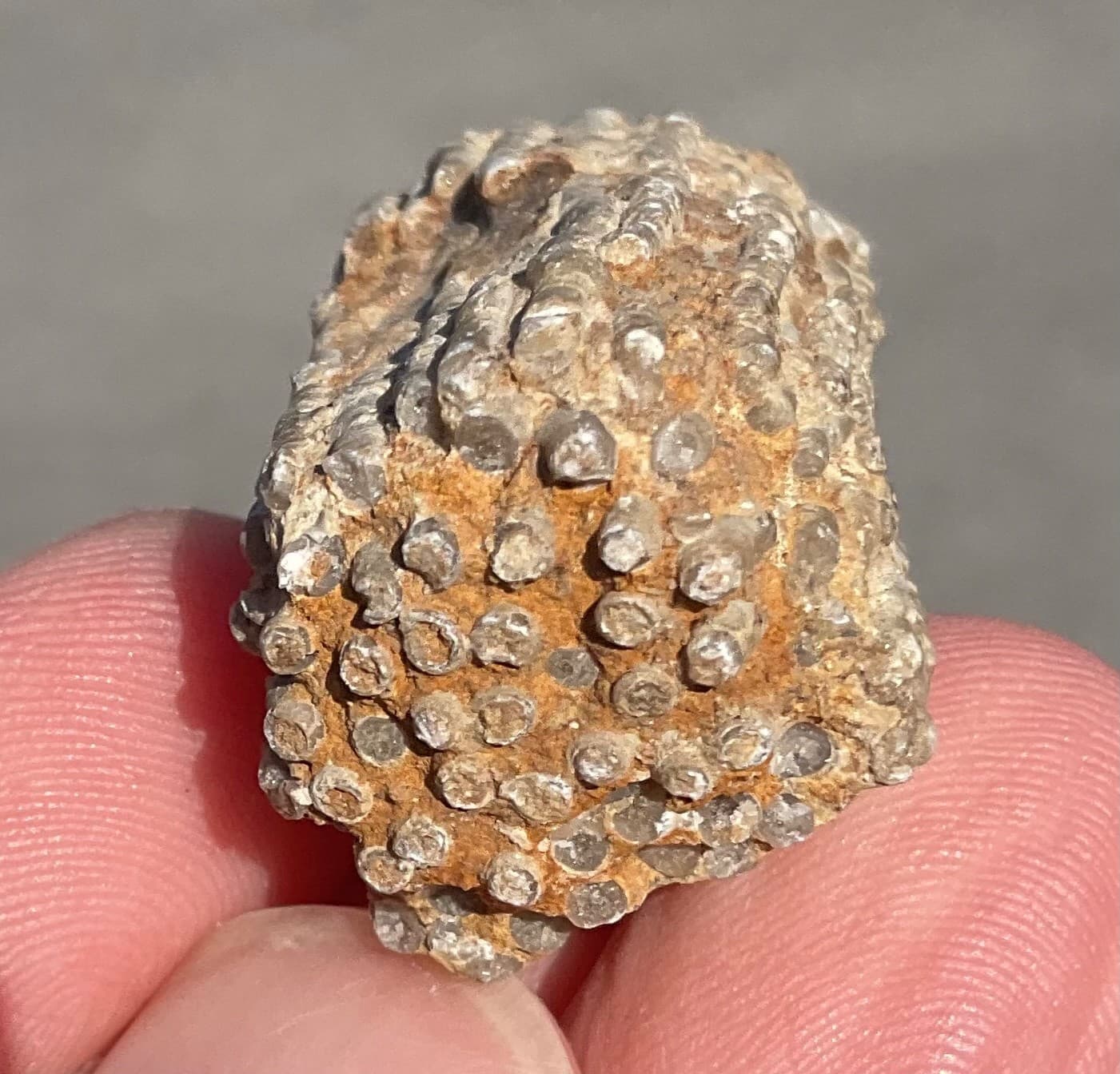 23g Highly Fluorescent Crinoid Cluster Devonian Milwaukee WI UV 3