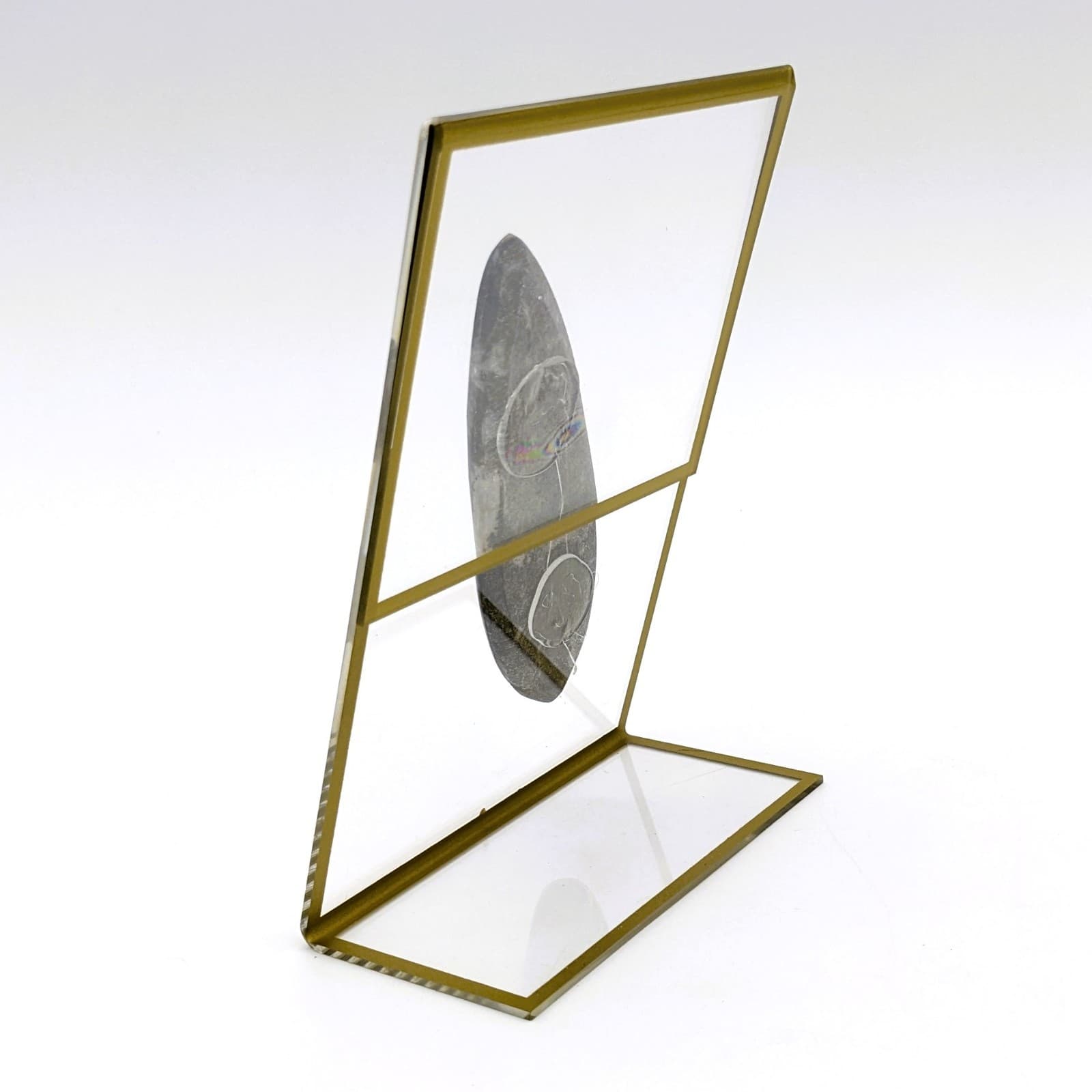 Fossil of Orthoceras on Display Real Fossil Specimen Polished From 450 Million y 4