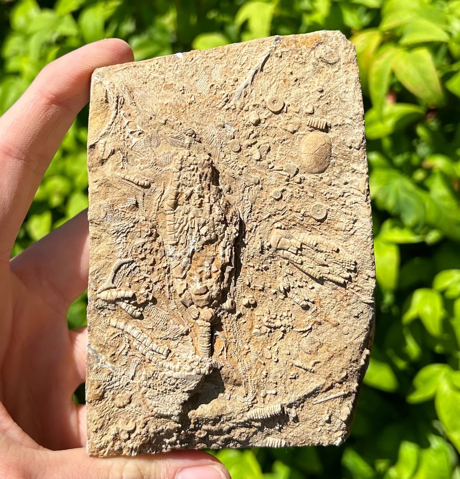 DOUBLE Fossil Crinoids in Matrix Phanocrinus & Aphelecrinus Alabama Bangor Fm 3