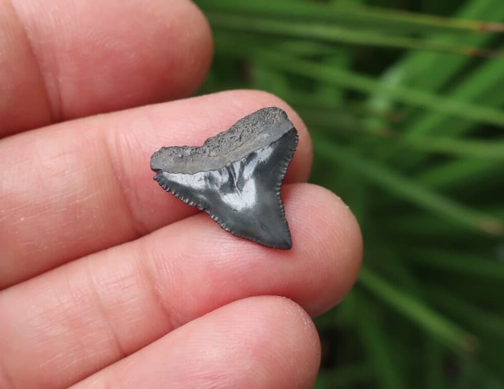 0.78" Carcharhinus sp. Fossil Shark Tooth Florida 5