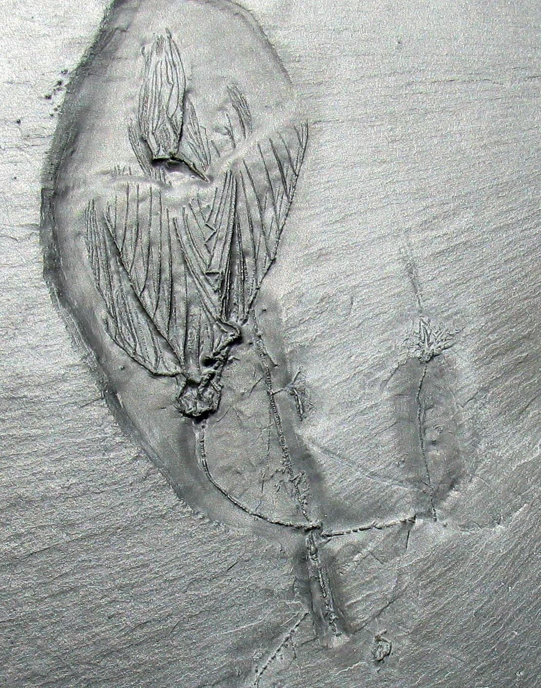 EXTREMELY RARE BUNDENBACH MULTIPLE CRINOID FOSSIL PLATE - THREE DIFFERENT TYPES! 2