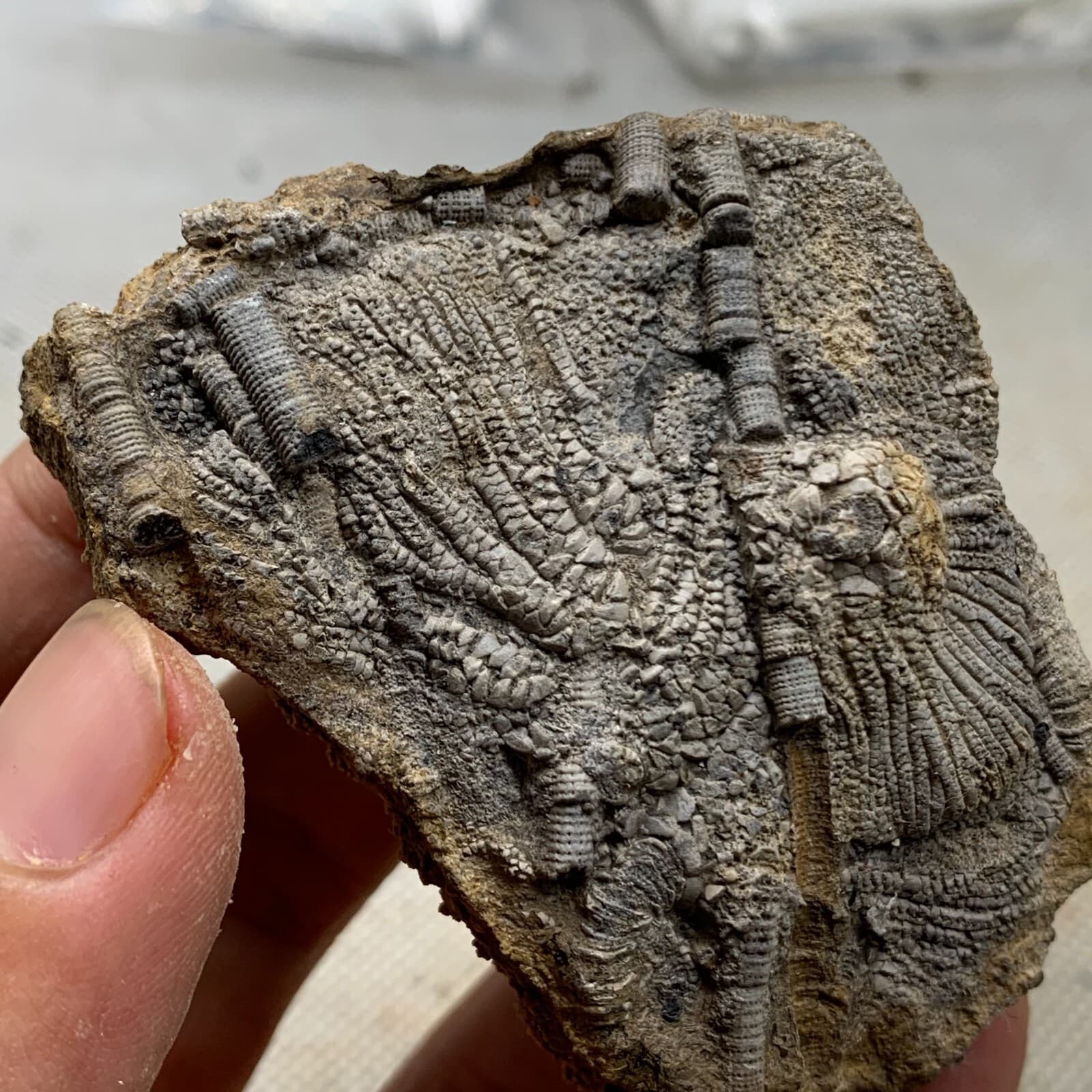 100 grams of fossils of crinoid from the Guanling Biota in Guizhou 2