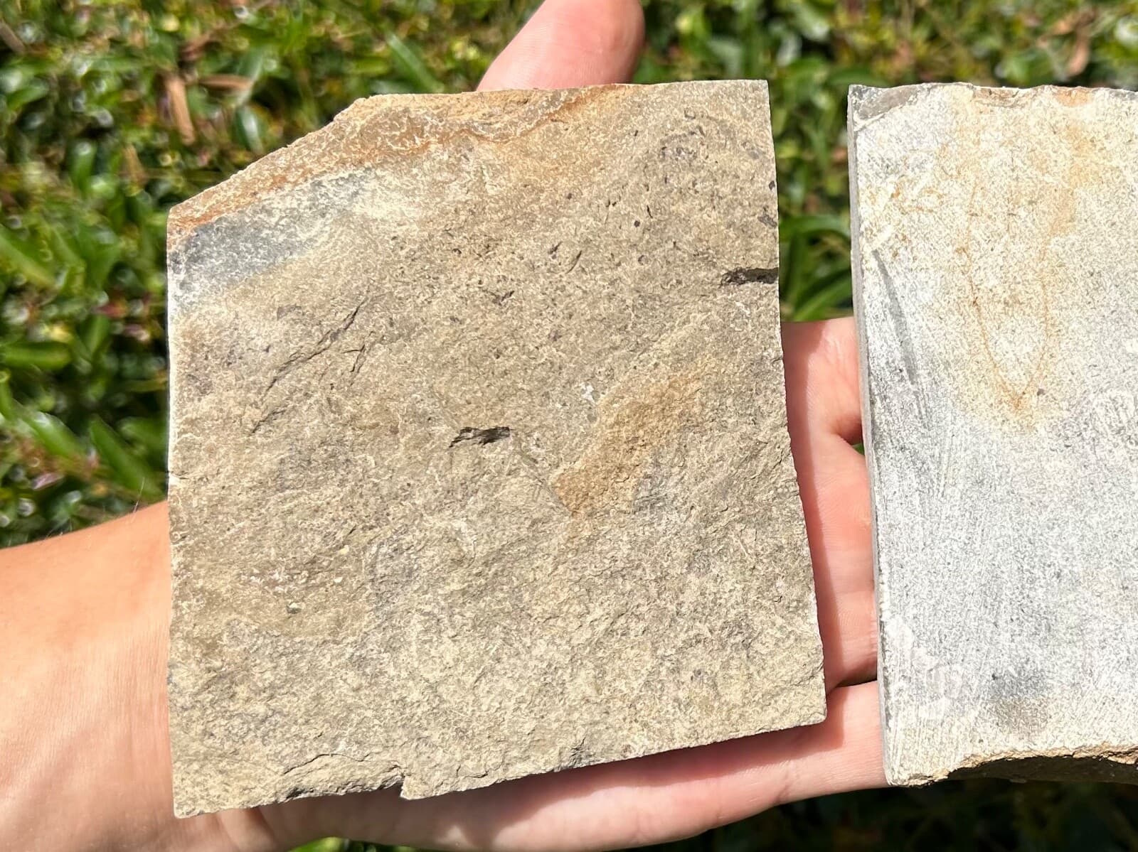 Crinoid Fossils in Matrix LOT OF 2 Alabama Bangor Limestone Formation 5