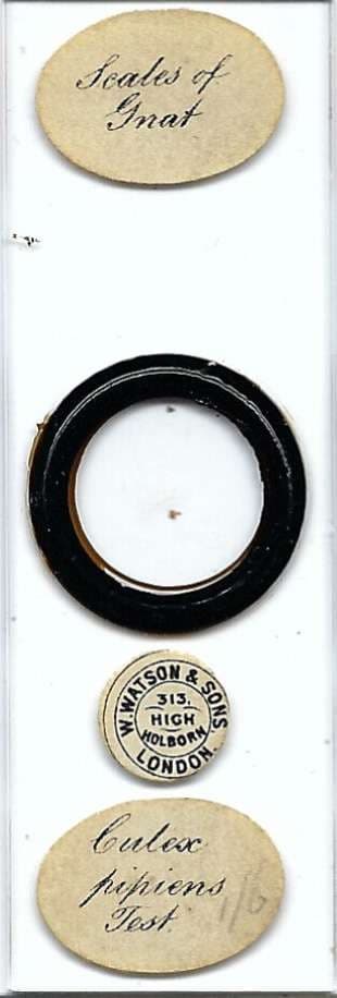 Culex pipiens Scales Test Microscope Slide by Watson
