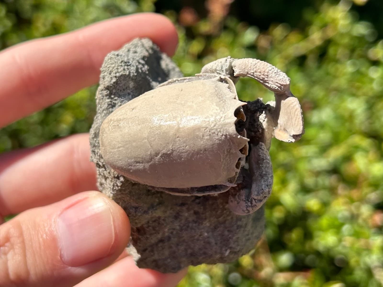 Florida Fossil Crab in Matrix Ranilia muriceta Pliocene Age Crustacean Rare 4