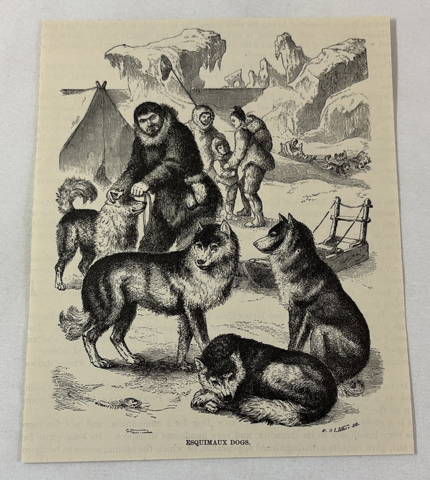 1885 book engraving ~ ESQUIMAUX DOGS Alaskan Malamute