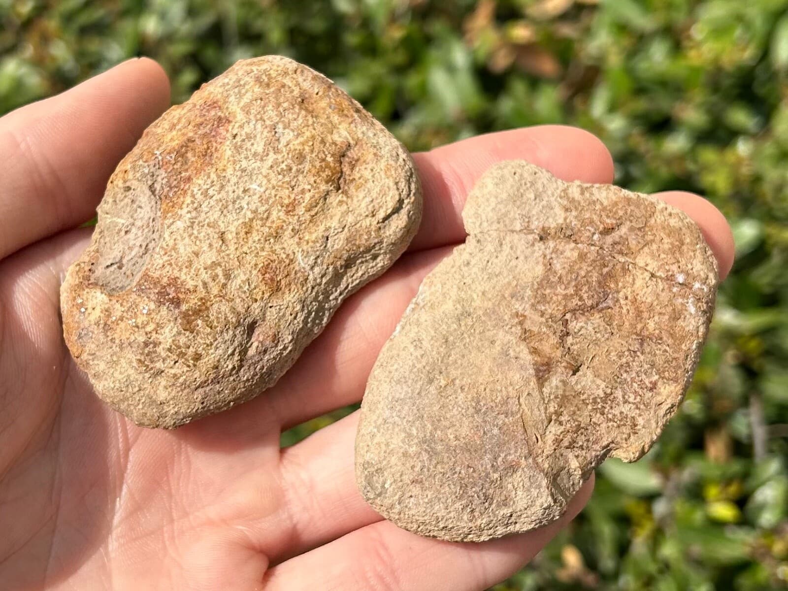 Madagascar Fossil Shrimp Pair Crustacean Triassic Age Rare 6