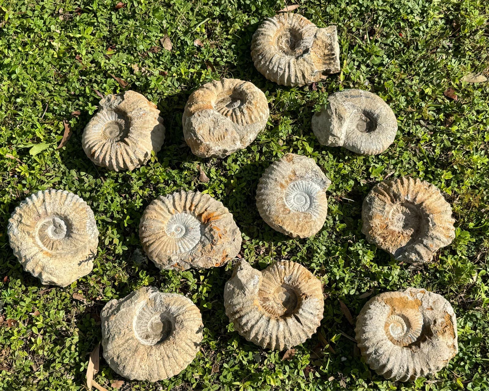 Jumbo Natural Ammonite Fossils From Morocco, 4 - 5" Raw Ammonite Specimens 6