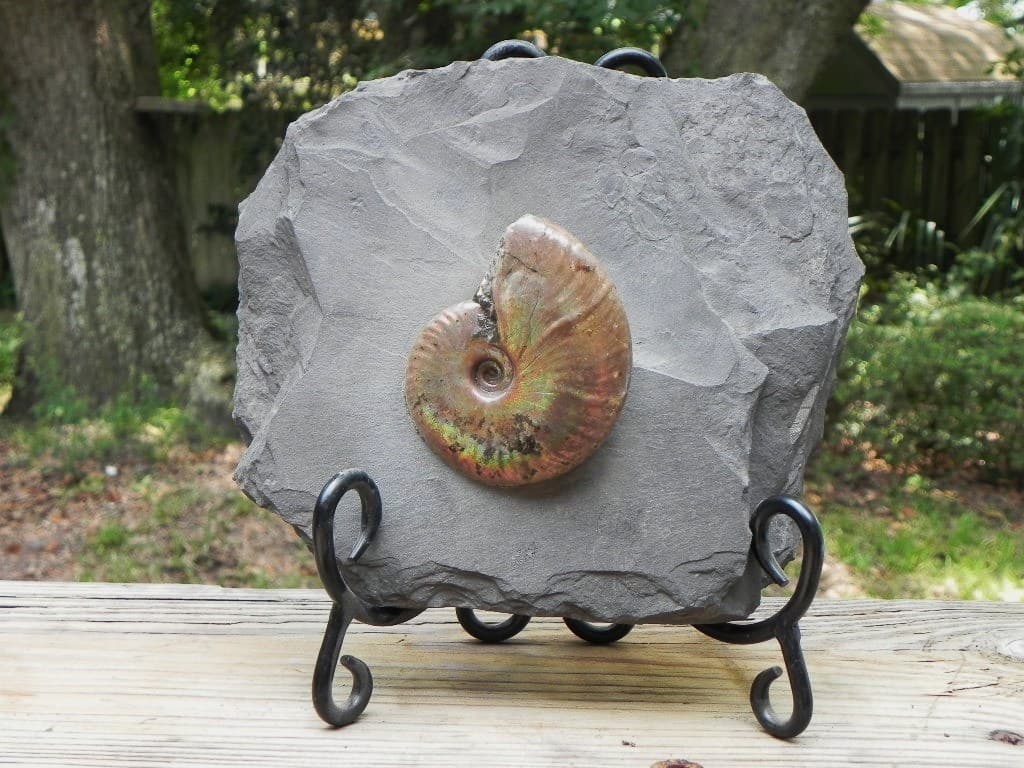 Triassic Fossil Ammonite Plate: Exquisite Piece