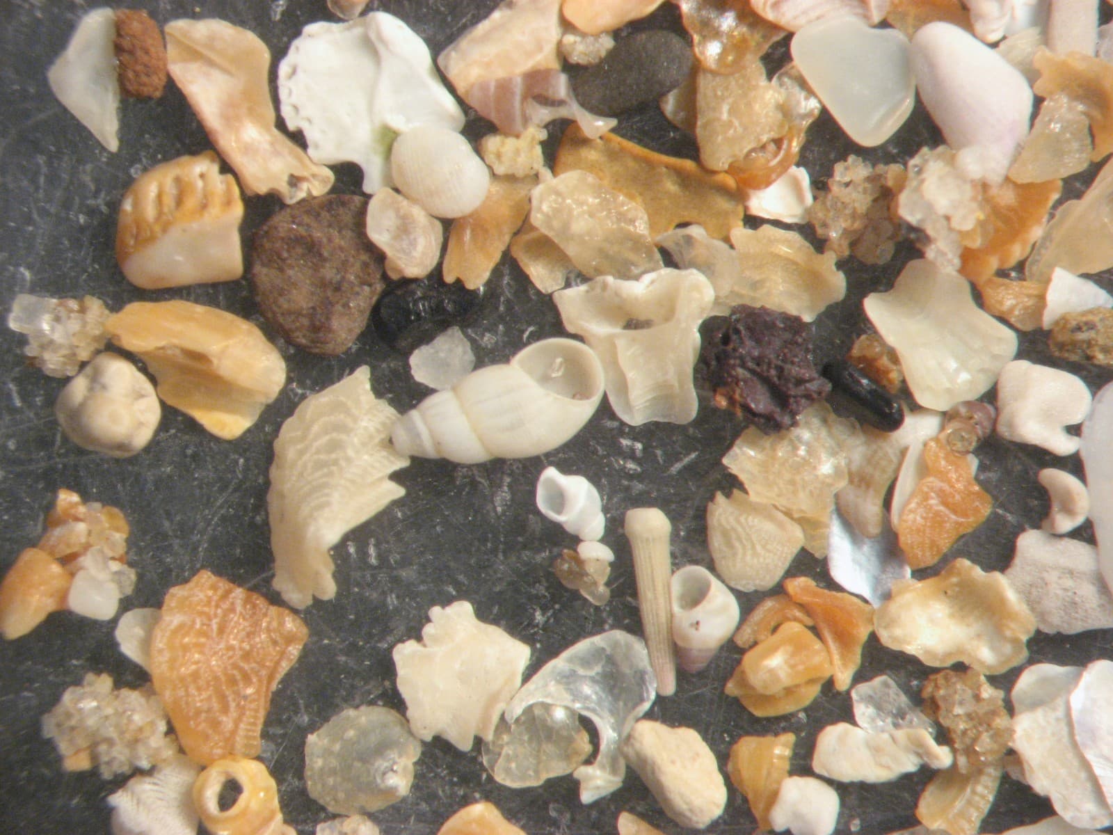 Introduction to Micro fossils teacher kit ~30 students microscope teaching 3