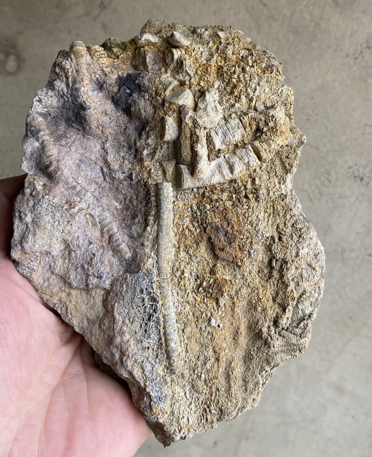 Natural Devonian prehistoric Jurassic biota crinoids Fossils 6