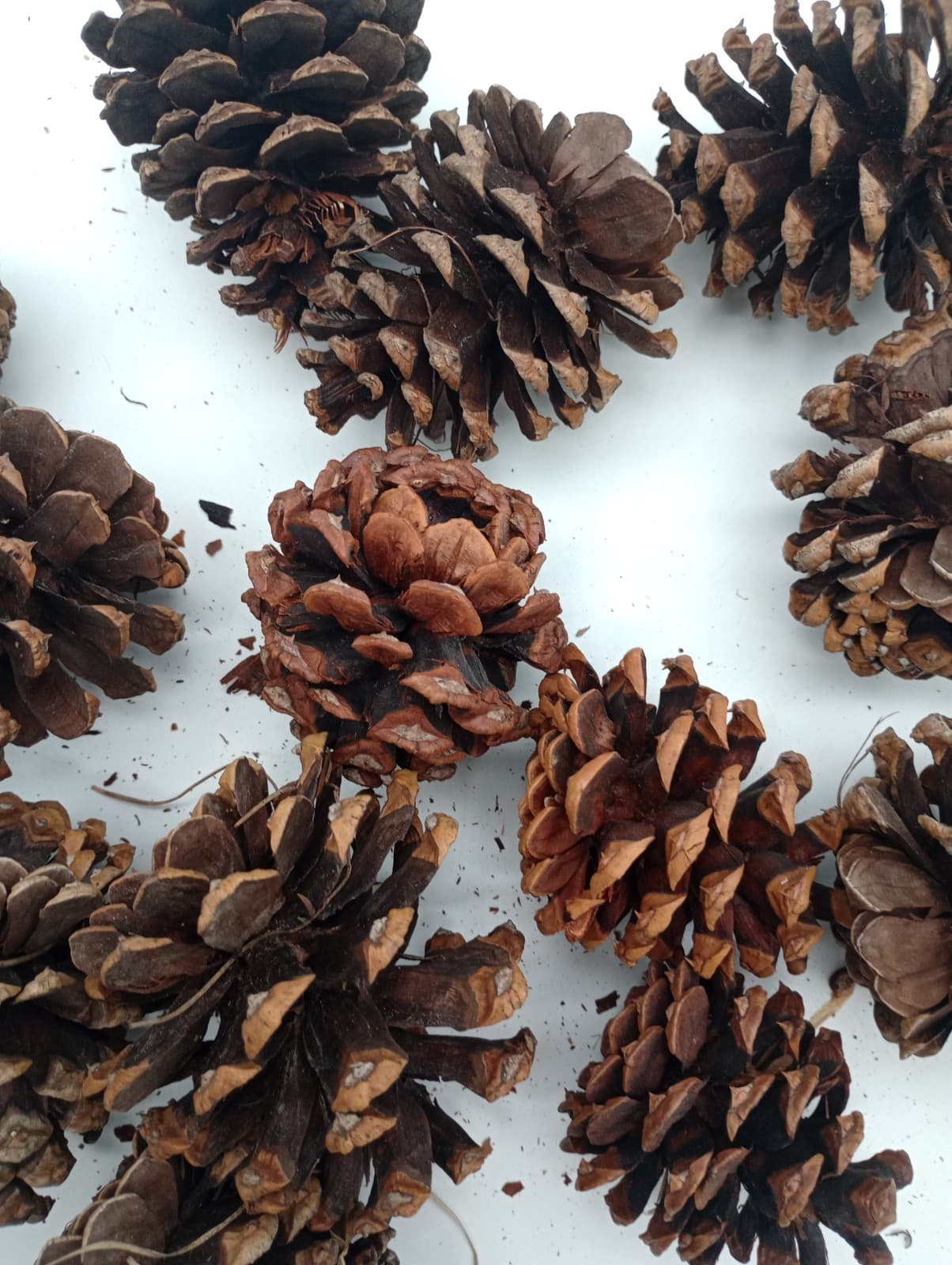 Lot of 15 All Natural Pine Cones 3 to 4" from Northern Arizona Tonto Forest 3