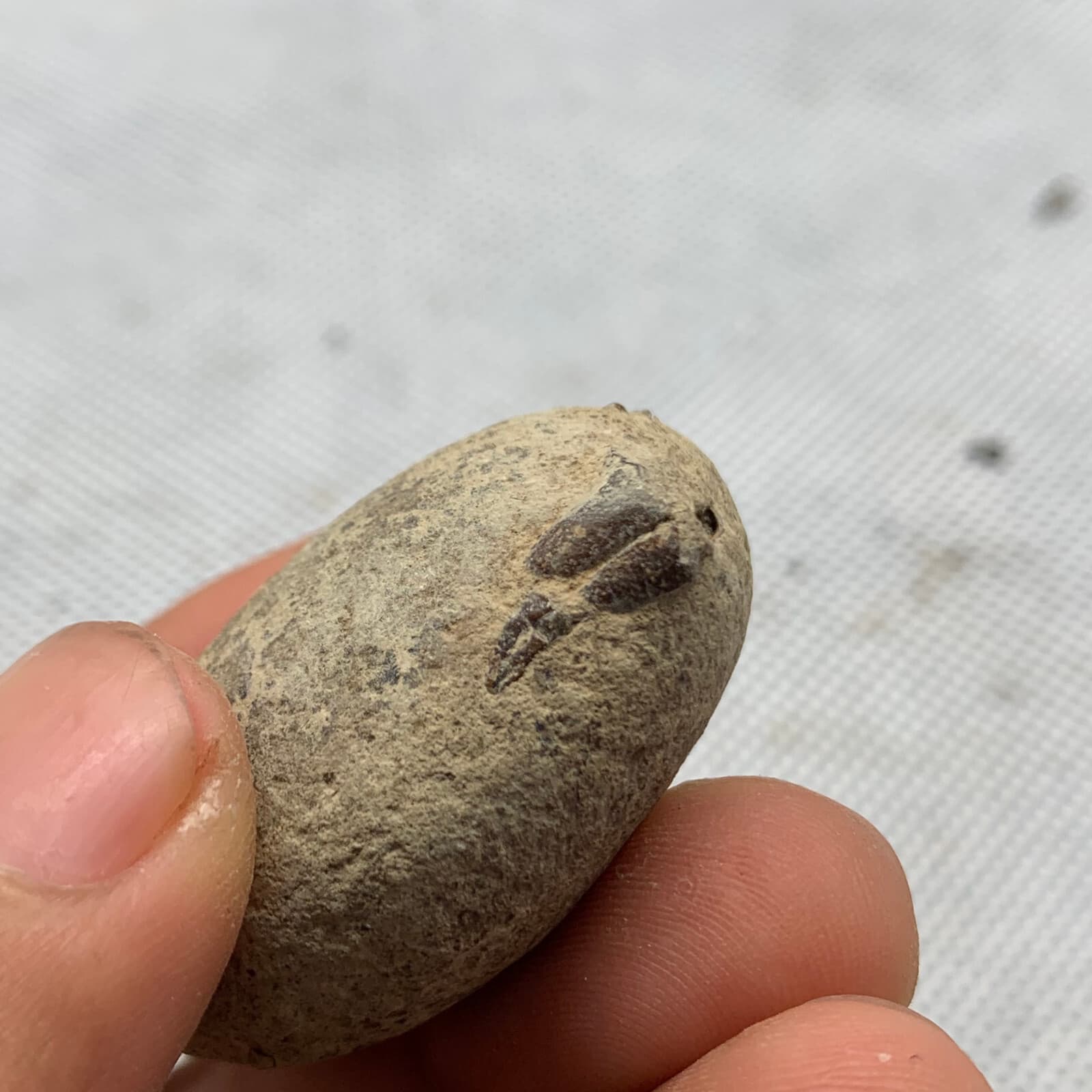 Jurassic Period Perfect Crab Fossil Dinosaur Age 4