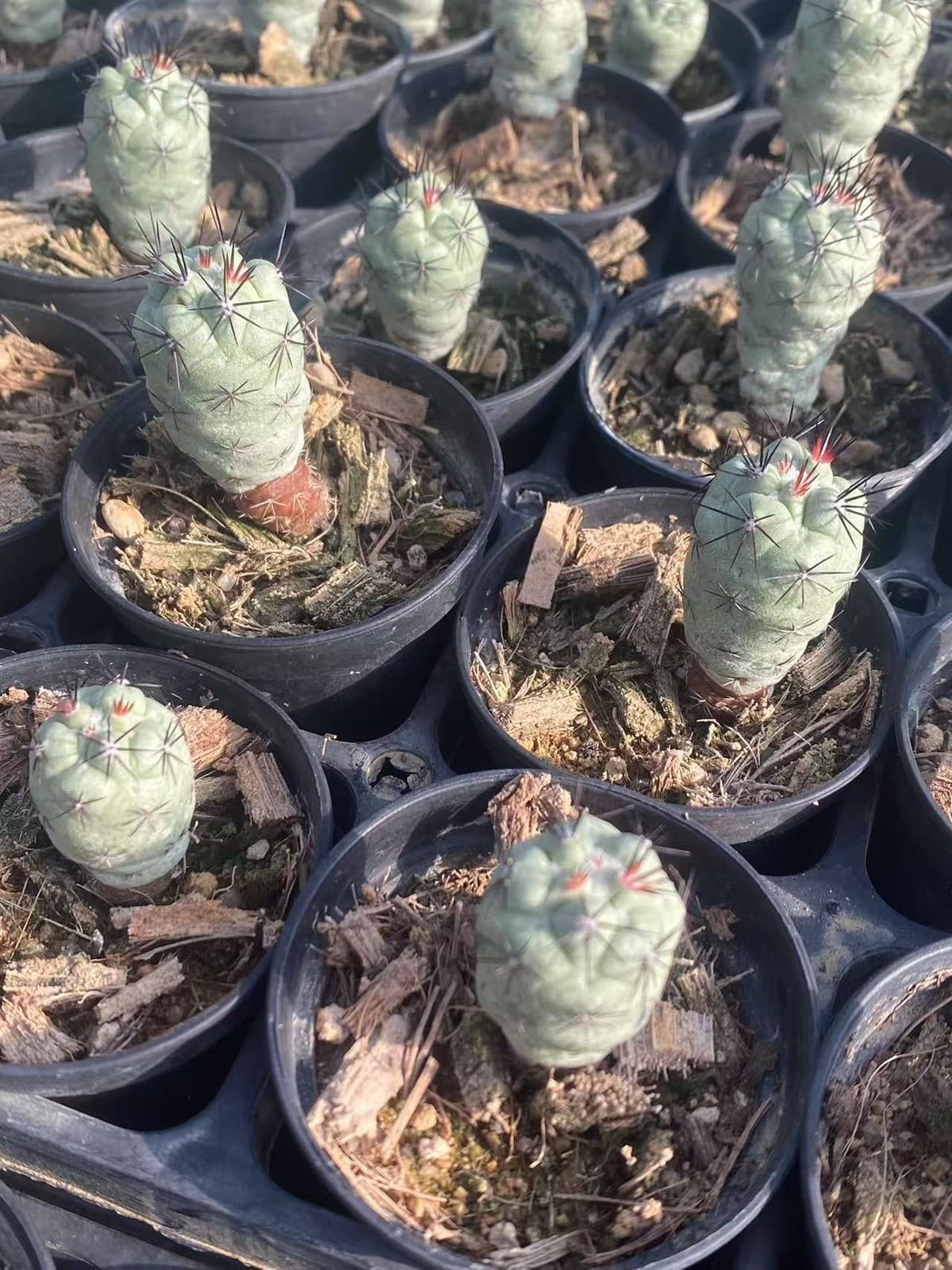 2PCS RareSucculent Plant Ortegocactus macdougllii Cactus Selfroot 1.5-2CM 2
