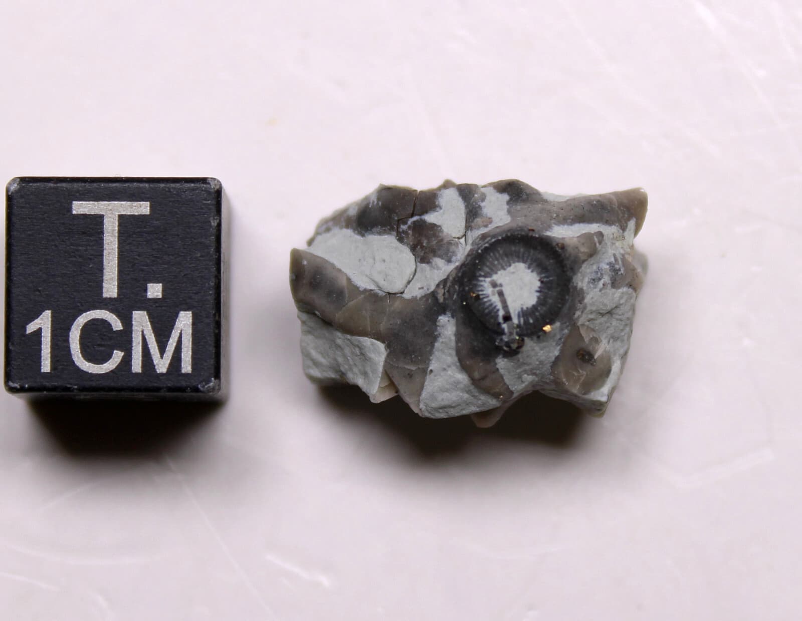 Eucalyptocrinites Crinoid Holdfast Waldron Shale Indiana Silurian Fossil 2