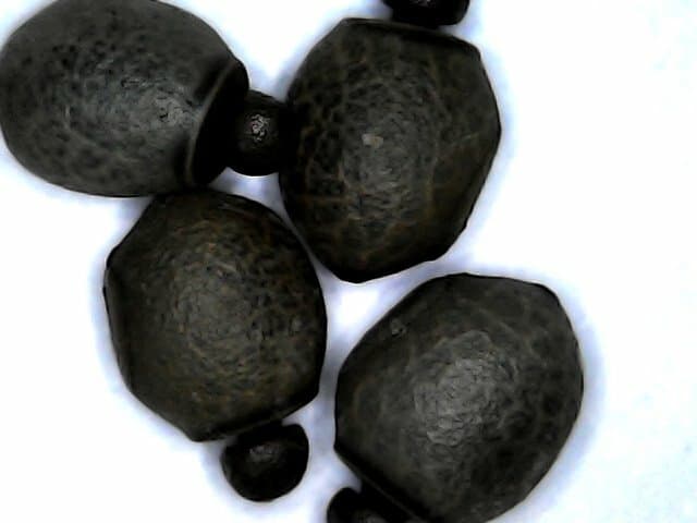 Lonchodiodes samarensis 20  eggs/Insecto palo/Fásmidos/huevos 2