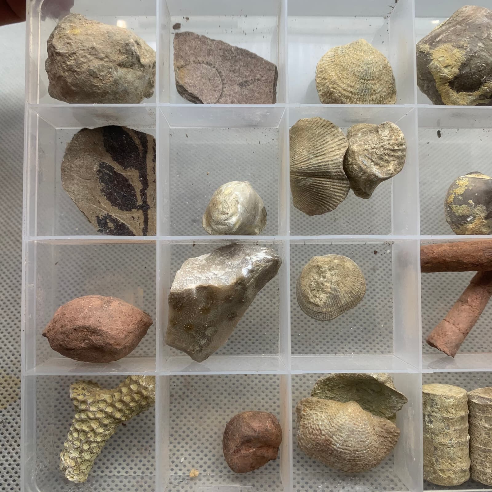 24 fossil specimens from China 3