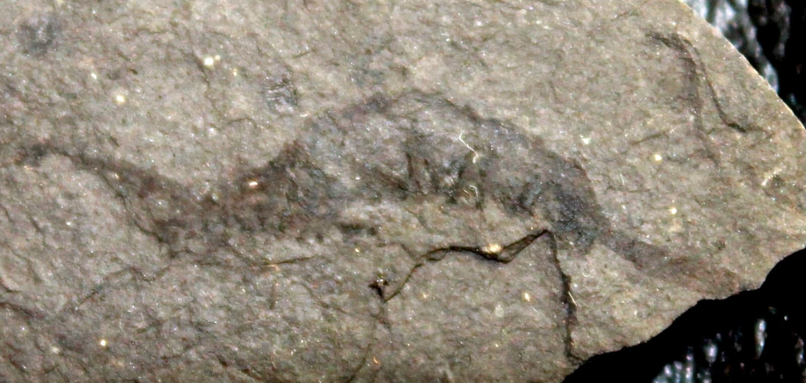 Amphipoda - Very rare Oligocene fossil crustacean