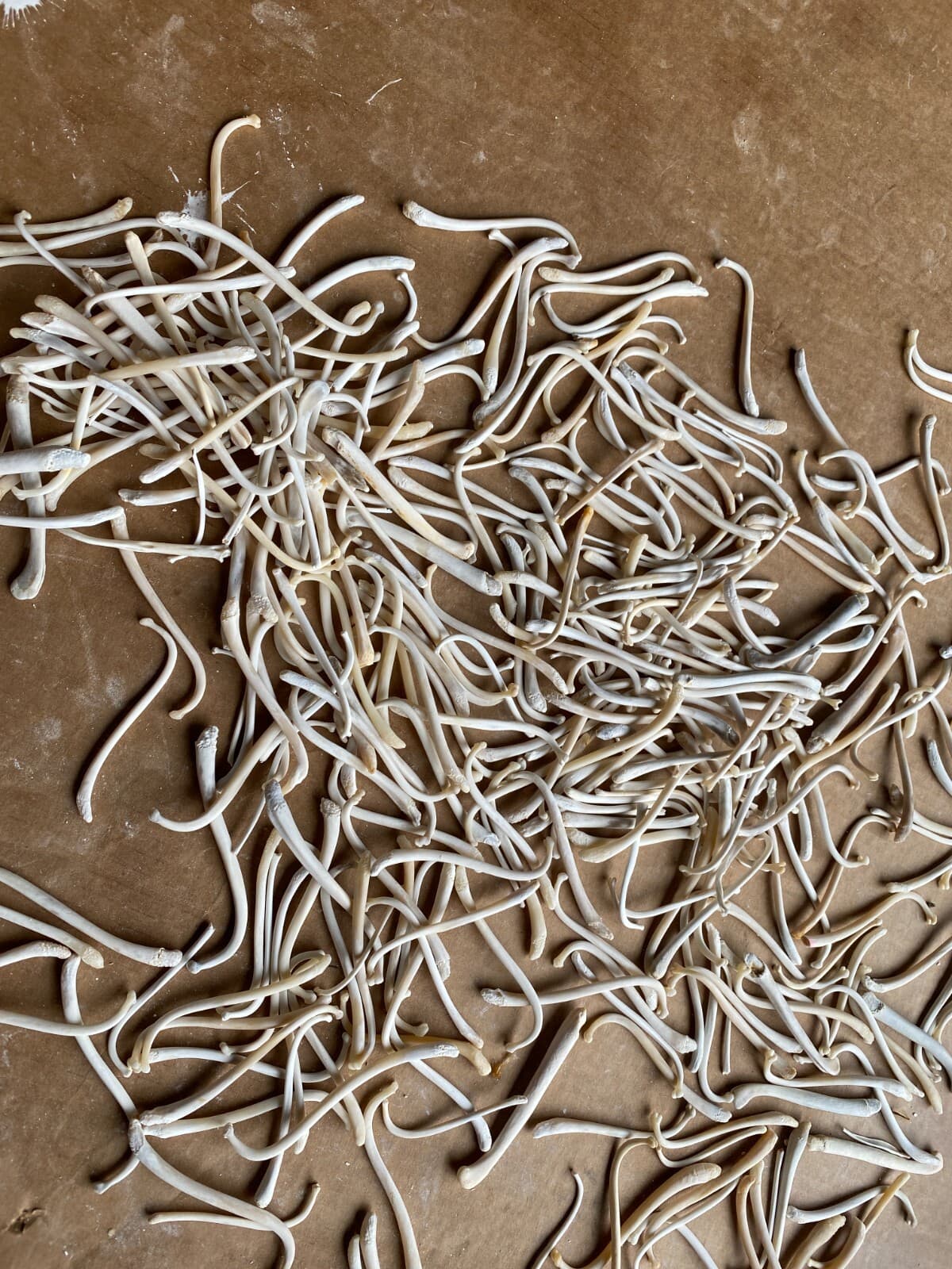 Raccoon Baculum Bone   You Are Buying 1 Bone Only 2