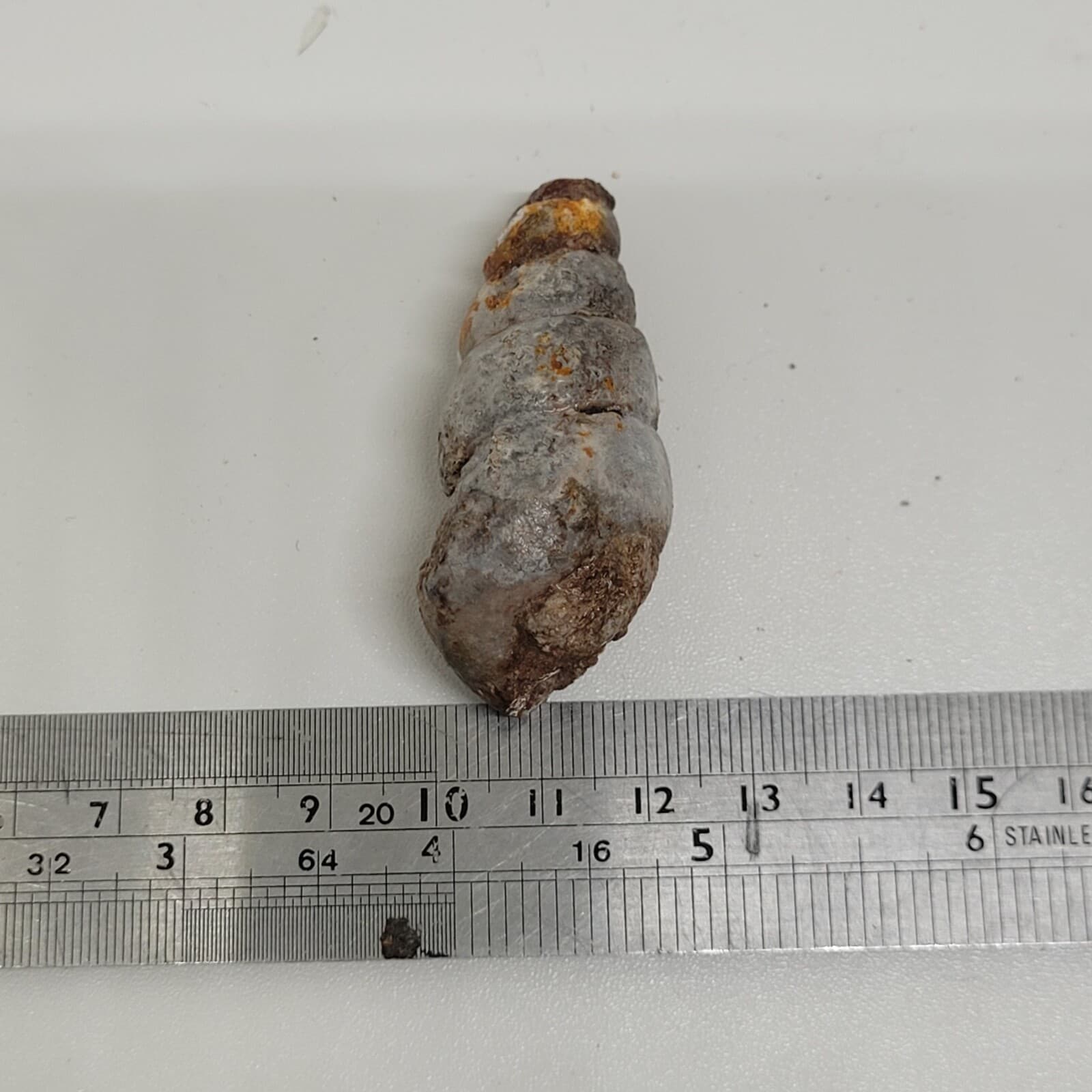 32 gr Indonesia NATURAL Rough Gastropod SeaShell Mollusca Fossil Specimen 8-124 5