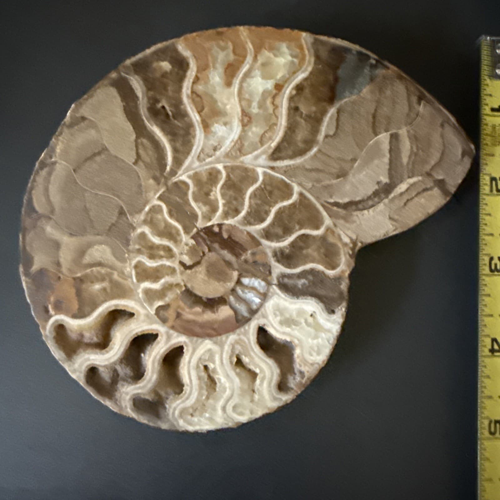 Natural Tentacle Ammonite FossilSpecimen Shell 2