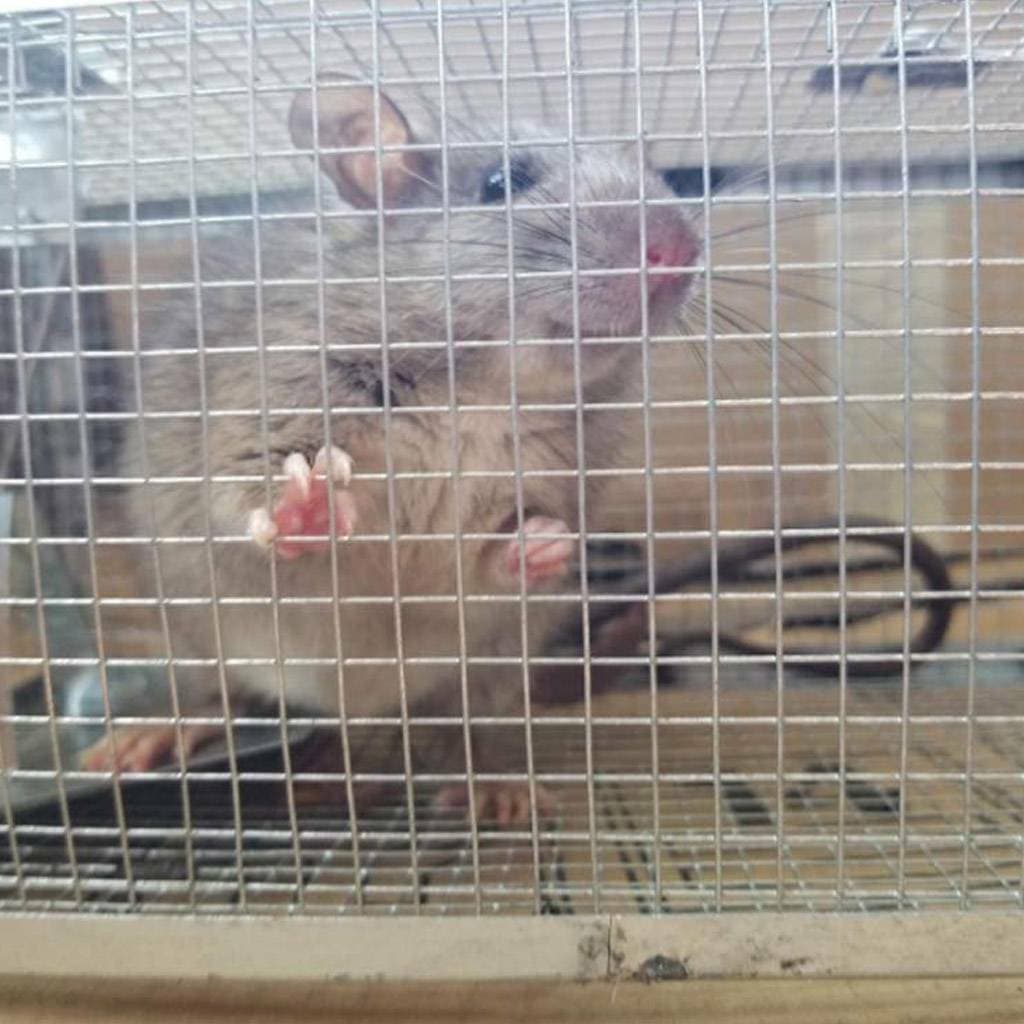 Large Live Humane Cage Trap for Squirrel Chipmunk Rat Mice Rodent Animal Catcher 6