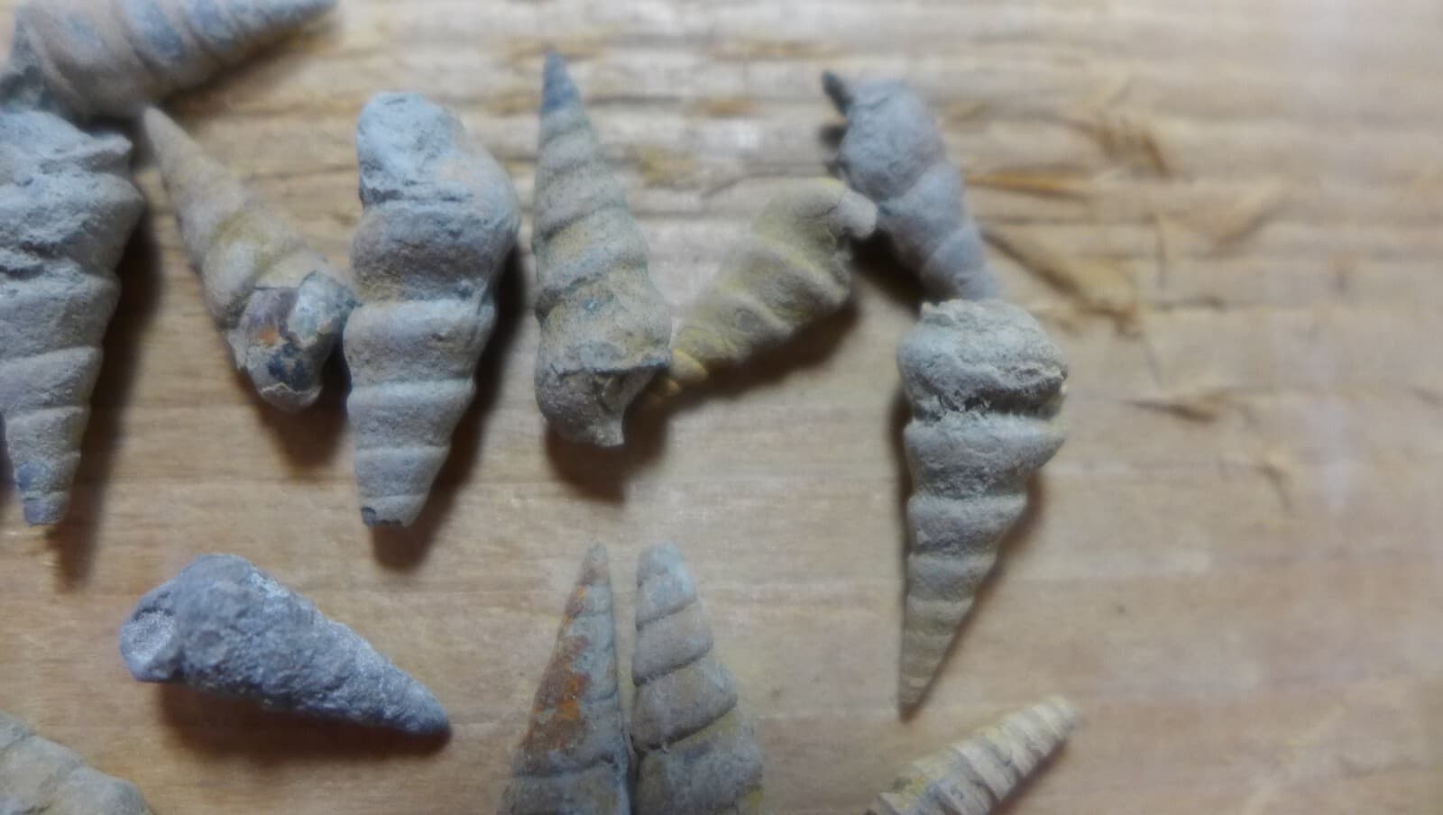 GEOLOGICAL ENTERPRISES Pennsylvanian fossil gastropods Pseudozygopleura sp lot 4