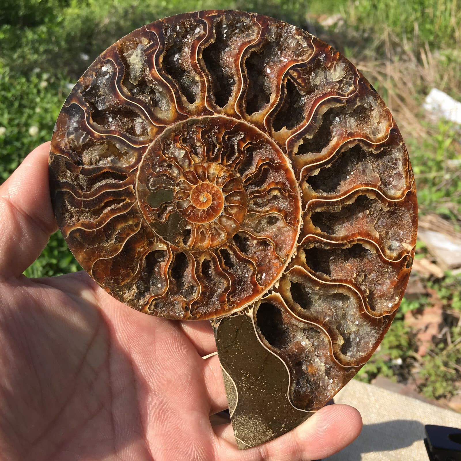 A pair of Natural ammonite fossil conch Crystal specimen healing+stand2PC  6