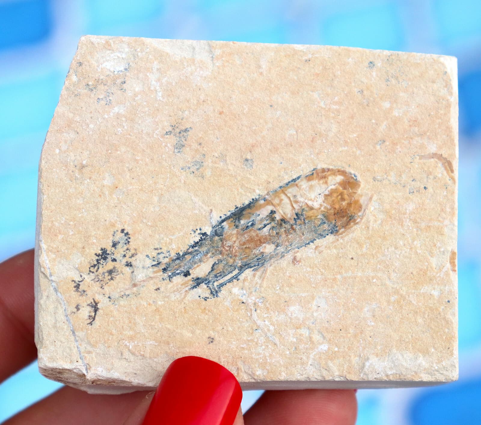 Fossil Shrimp From Solnhofen Germany  150 MILLION YRS OLD 6.4 Cm's JURASSIC 6