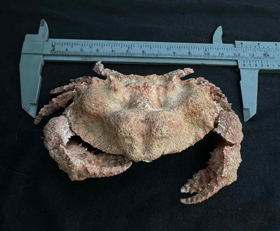 CRABS/Deep sea crab species preserved dried crabs EXTRA BIG SIZE 125MM!!!! 2