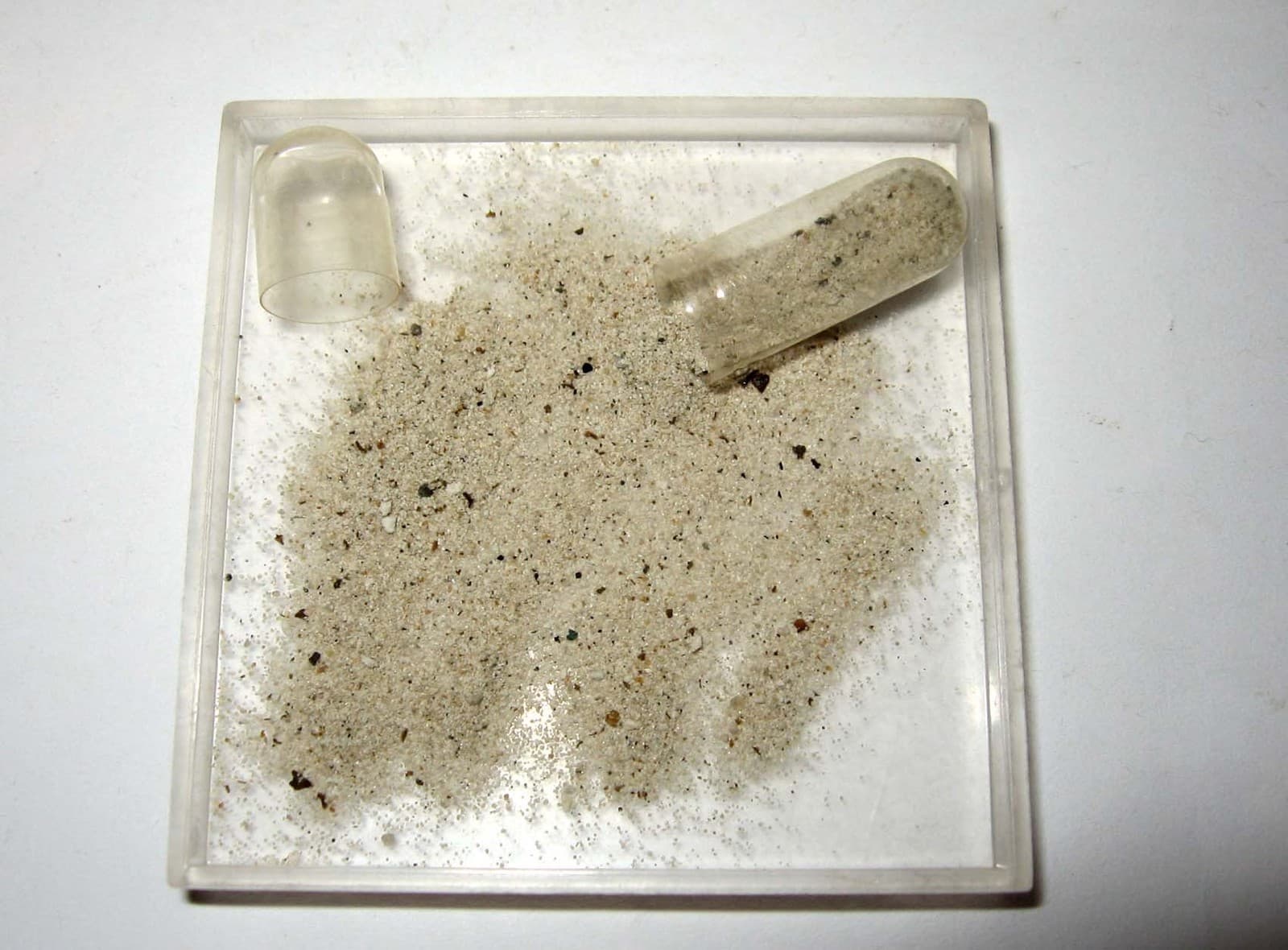 Devonian conodont rich micro fossil sample New Albany Shale excellent specimens 2